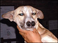 xingu.jpg