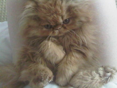 moe-kitten-01.jpg