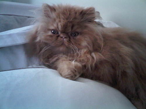 moe-kitten-02.jpg