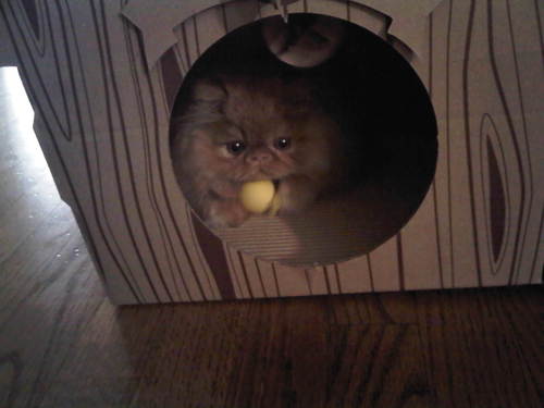 moe-kitten-03.jpg
