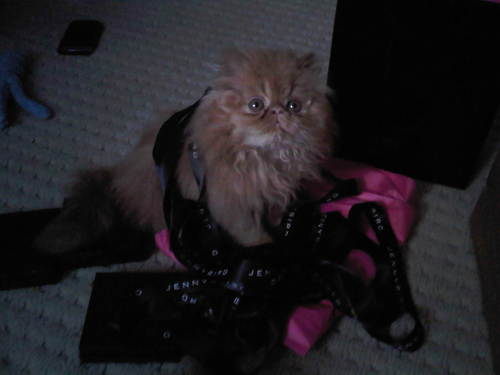moe-kitten-04.jpg
