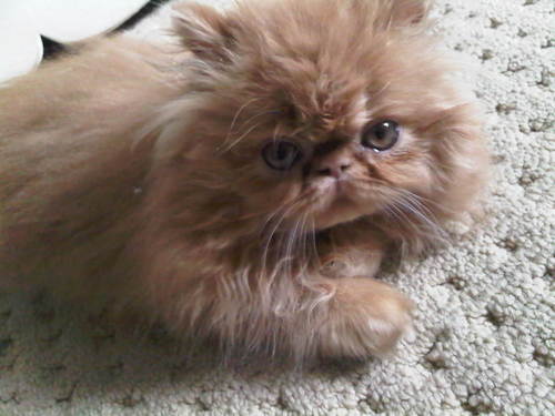moe-kitten-05.jpg