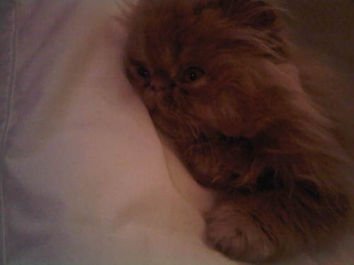 moe-kitten-06.jpg