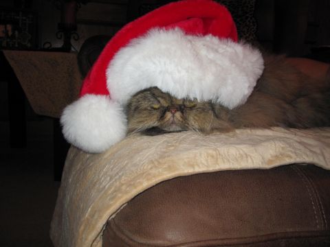 Santa_kitty.jpeg