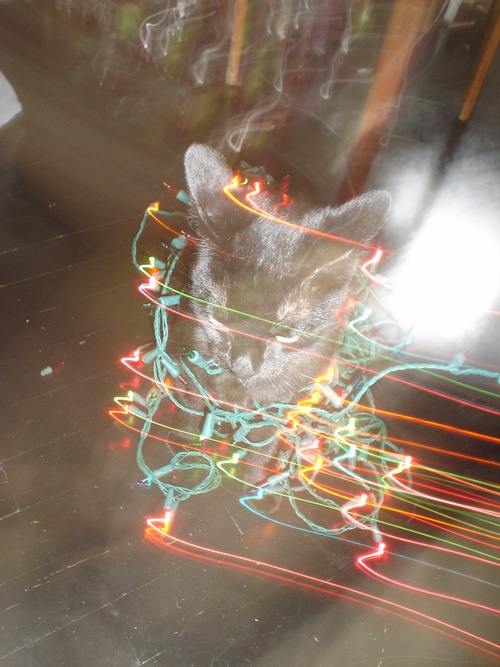 grappa-cat-christmas-lights-02.JPG