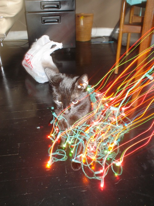 grappa-cat-christmas-lights-03.JPG