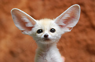 mini_pets_fox.jpg
