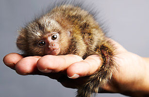 mini_pets_marmoset.jpg
