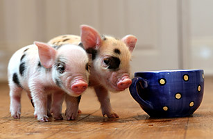 mini_pets_pigs.jpg