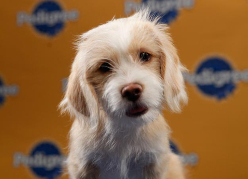 pup1.jpeg