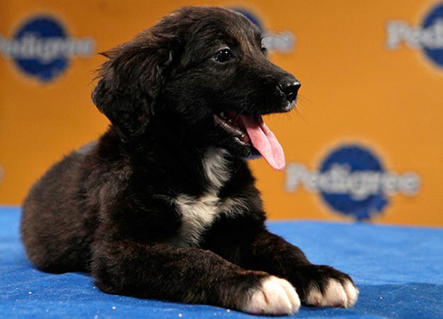 pup2.jpeg