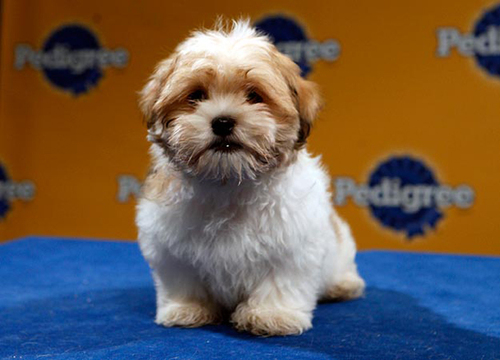pup3.jpeg