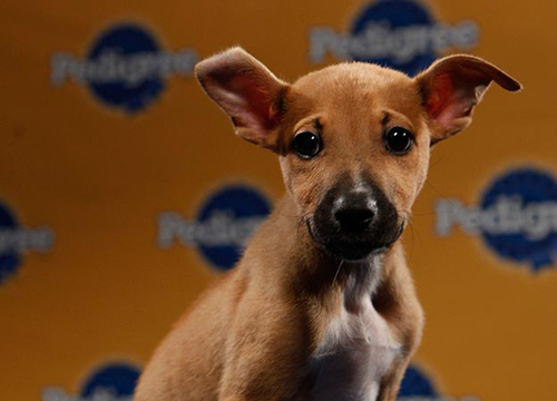 pup6.jpeg