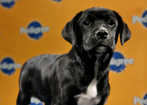 pup7.jpeg