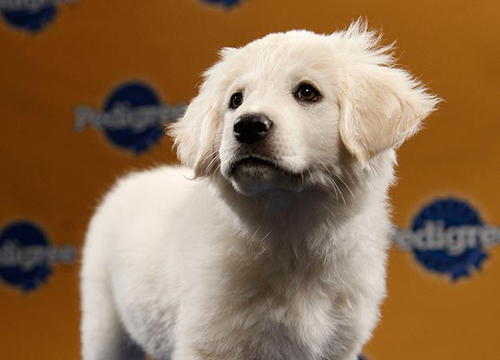 pup8.jpeg