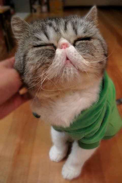 happykitty.jpg