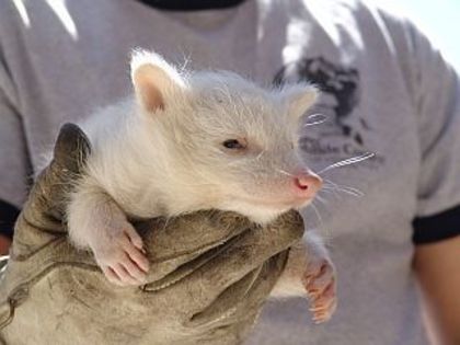 albino-raccoon-01.jpeg