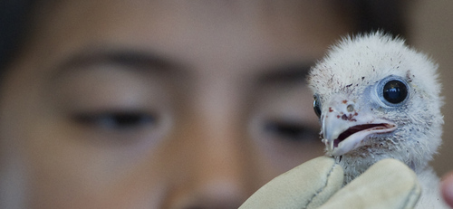 baby-falcon-chicks-toronto-01.jpg