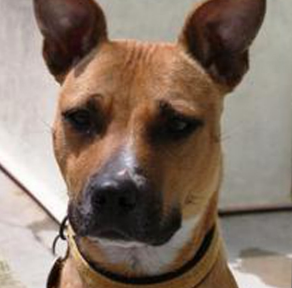 doggelganger.png