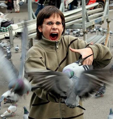 pigeon.png