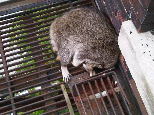 cute-raccoon-fire-escape.jpg