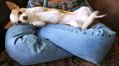 lolpetbeds.jpg