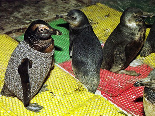 penguin-sweaters-02.jpg