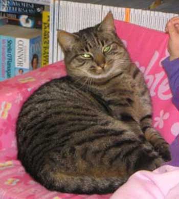 cat.jpg