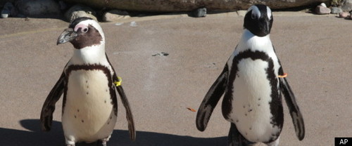 r-GAY-PENGUINS-REUNION-large570.jpg