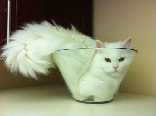 cat-glass.jpg