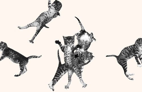 cat-bounce.png