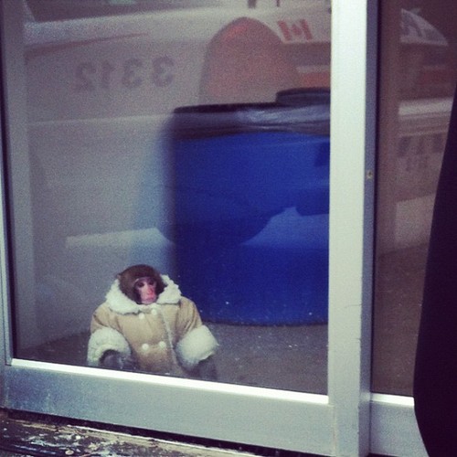 ikea_monkey.jpg