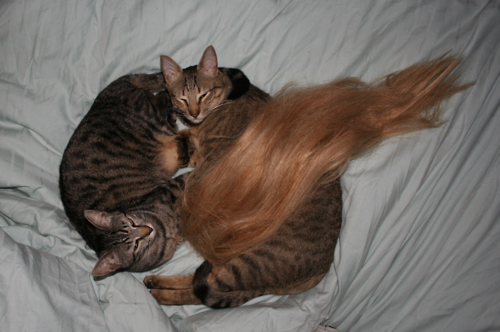 kitties_hair.jpg