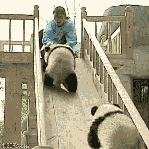 panda.gif