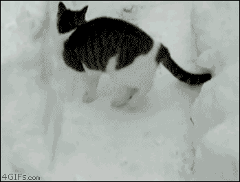 tumblr_mfdvjwQ3Uu1rn0vh6o1_400.gif