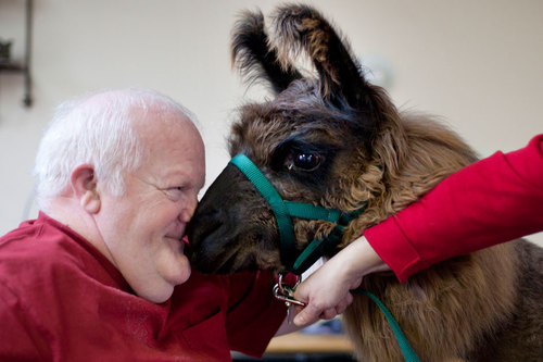 Llama_2.jpg