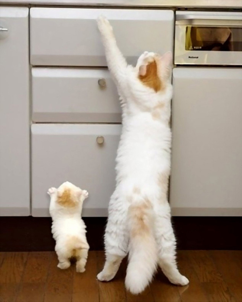 copycatanimalphotos23.jpeg