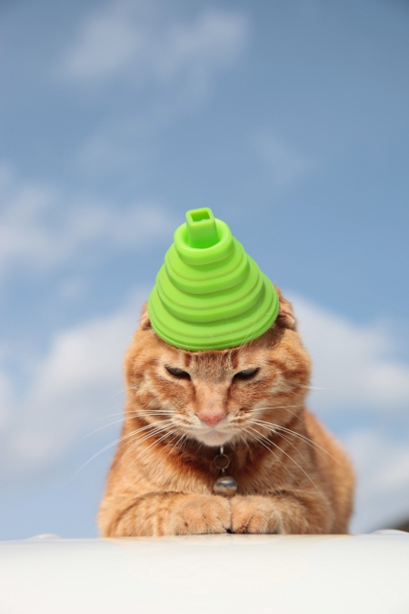 cat_032307.jpg