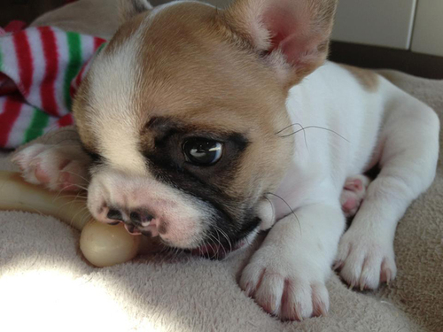 20130401-lentil-cleft-palate-french-bulldog-3.jpg