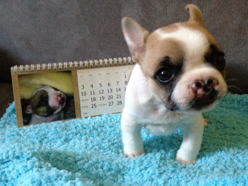 20130401-lentil-cleft-palate-french-bulldog-6.jpg