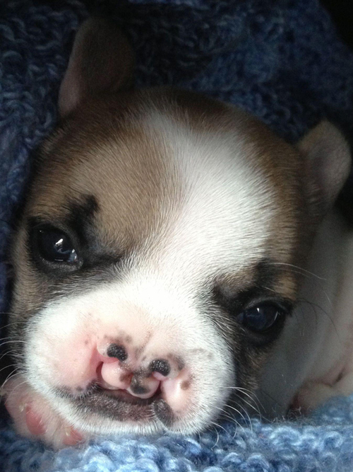 20130401-lentil-cleft-palate-french-bulldog-7.jpg