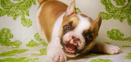 20130401-lentil-cleft-palate-french-bulldog-hero.jpg