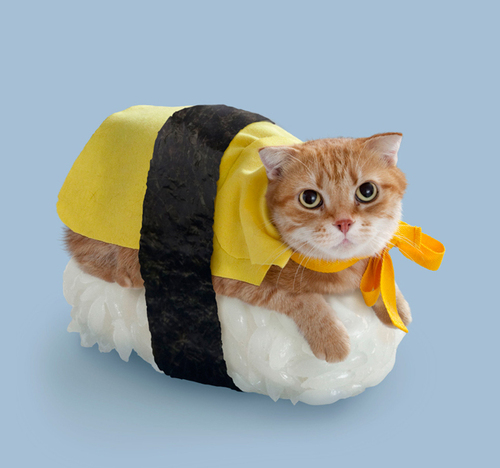 57136768_o1.jpg