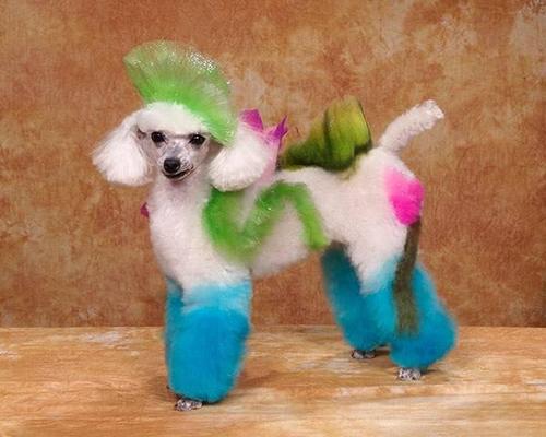 Crazy-Dog-Grooming-Compet-002.jpg