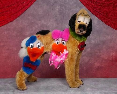 Crazy-Dog-Grooming-Compet-003.jpg