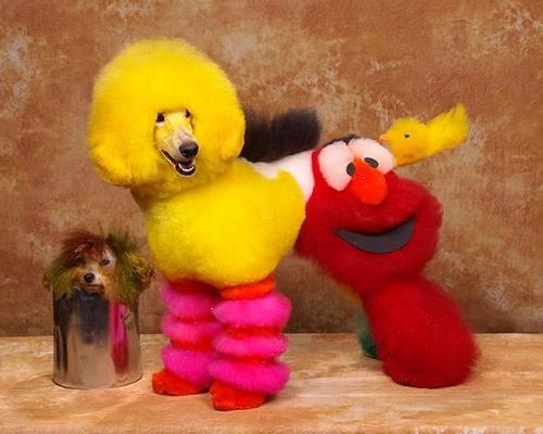 Crazy-Dog-Grooming-Compet-006.jpg