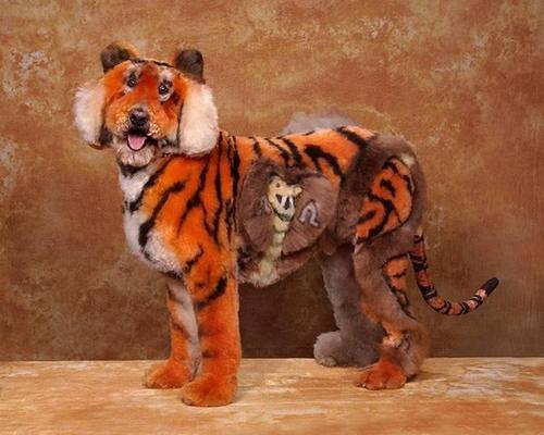 Crazy-Dog-Grooming-Compet-007.jpg