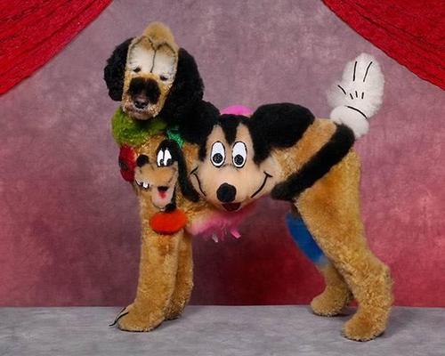 Crazy-Dog-Grooming-Compet-009.jpg
