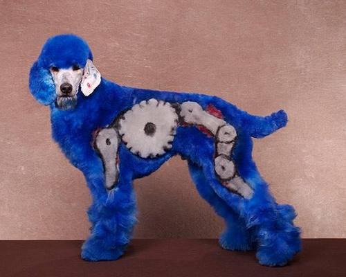 Crazy-Dog-Grooming-Compet-010.jpg