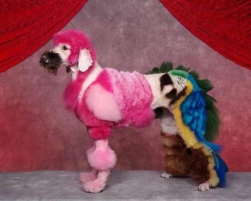 Crazy-Dog-Grooming-Compet-012.jpg
